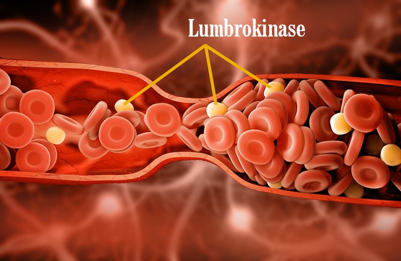 14 Benefits of Lumbrokinase Enzymes